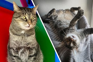 Tierretter verstehen nicht, warum dieser Kater einfach nicht adoptiert wird