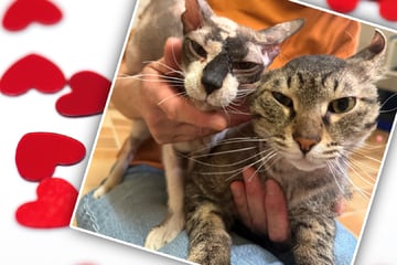 Tierheim sucht "Honeymoon-Suite" für verliebte Kätzchen