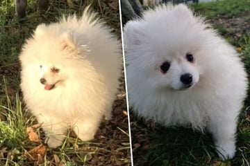 Niedlicher geht nicht: Pomeranian-Welpe Max sucht Menschen, die ihm alles fürs Leben beibringen