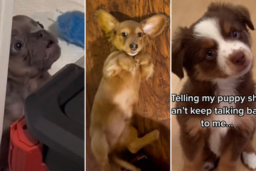These top TikTok puppy clips show dogs that know what they want!