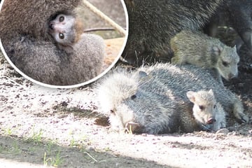 Eins süßer als das andere! Zoo Leipzig freut sich gleich mehrmals über Nachwuchs