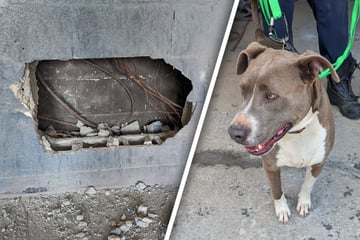 Tagelang eingesperrt: Retter befreien Hund aus tödlicher Zwickmühle