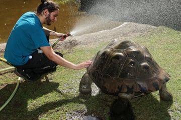 Lebensgefahr bei zu hohen Temperaturen: So schützt der Zoo die Tiere vor Hitze