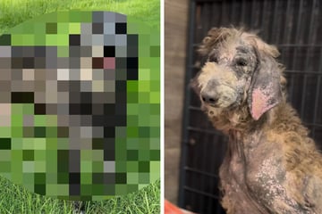 Hund ist bei Rettung total am Ende: Acht Wochen später ist er nicht wiederzuerkennen