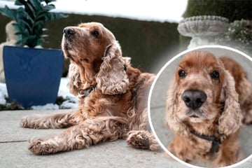 Hunde-Opa plötzlich ganz alleine: Cockerspaniel "Benny" hofft auf zweite Chance