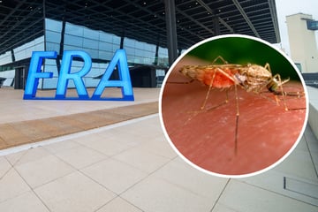 Frankfurt: Malaria-Ausbruch in Frankfurt: Jetzt ist eine Person tot