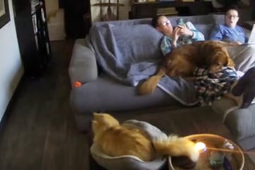 Katze kommt brennender Kerze bedrohlich nahe: Was dann passiert, lässt keinen kalt