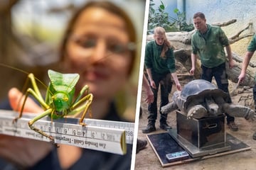 Hallo Dresdner Zootiere! Wer seid Ihr und wenn ja, wie viele?