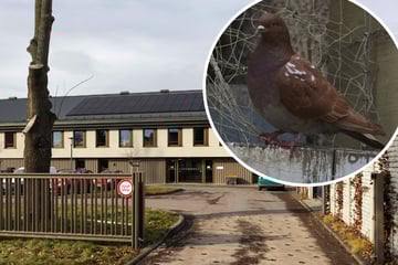 Dresden: Dickes Lob von PETA: Dresdner Veterinäramt ist das Beste seiner Art