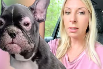 Frau rettet Welpen von Straße - Als sie ihn ansieht, kommt es über sie: Warum ich?!