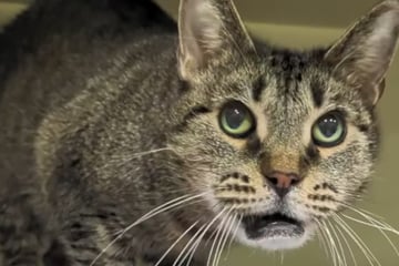 Tierheim-Mitarbeiter schwer irritiert: Was ist denn mit dieser Katze los?