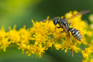 Wespenstiche - wie man sie vermeidet oder notfalls Schmerzen lindert