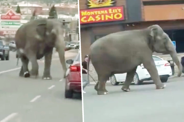 Elefant büxt aus Zirkus aus und sorgt für Verkehrs-Chaos