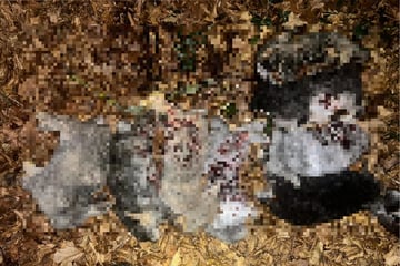 Verdacht der Tierquälerei: Tote Kaninchen im Wald aufgestapelt