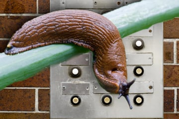 Klingelstreich terrorisiert Bewohner: Übeltäter wird "zur Schnecke gemacht"