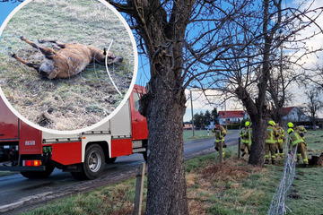 Leipzig: Missliche Lage: Schaf verfängt sich in Weidezaun, Feuerwehr muss anrücken