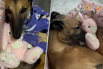 Gerettete Hündin heult jede Nacht - bis ein unerwartetes Geschenk alles verändert