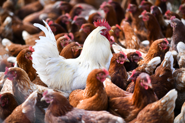Geflügelpest-Alarm in Hessen? Dutzende Hühner in Zuchtbetrieb getötet