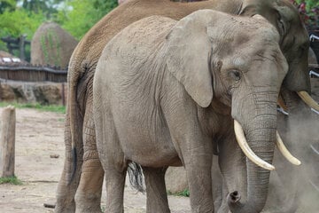 Frohe Nachricht aus dem Zoo Magdeburg: Baby-Elefant im Anmarsch