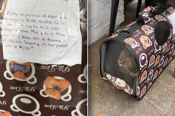 Katze wird vor Tierheim ausgesetzt: Als Mitarbeiter Zettel lesen, fühlen sie Stich ins Herz