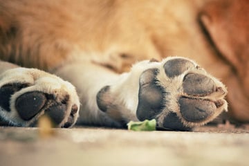 Kein Futter, kein Wasser: Polizei rettet Hund aus hilfloser Lage