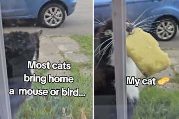 Cat proudly shows its owner the carcass of a "dead" kitchen sponge in hilarious clip