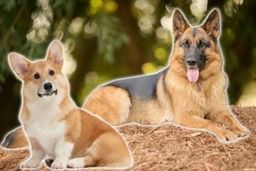 Charmanter Wirbelwind: Warum ist der Corgi-Schäferhund-Mix so kontrovers?