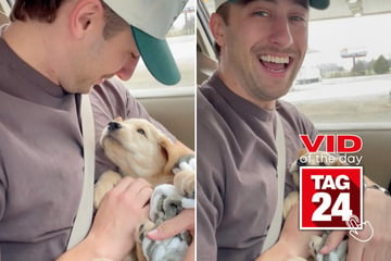 Viral Video of the Day for September 8, 2024: Baby doxie dog falls in love with owner at first sight!