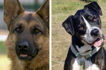 Ausgesetzt, schlecht behandelt: Luna und Baxter suchen ein neues Zuhause