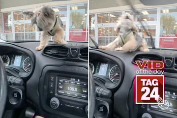 Viral Video of the Day for October 5, 2025: Hilarious dog can't get enough of windshield wipers!