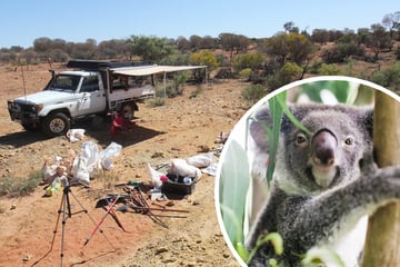 Ur-Koalas im australischen Busch entdeckt: "Lumakoala" lebte vor 25 Millionen Jahren