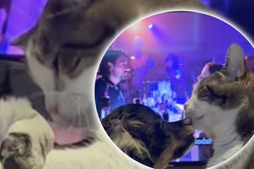 Blinde Katze denkt, Hundewelpe sei ihr Baby