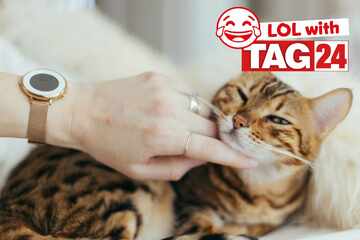 Joke of the Day for April 4, 2026: A Caturday chuckle