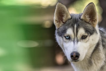 Hund von Besitzer geschlagen: Zwei junge Menschen reagieren heldenhaft