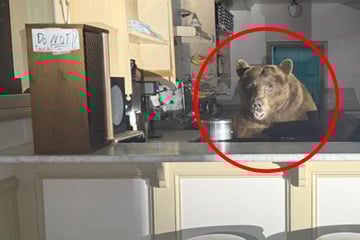 Mitarbeiter des Monats? Bär bricht in Eisdiele ein und stellt sich hinter Theke