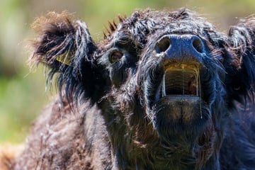 Scheußliche Tat: Galloway-Rind brutal auf Weide geschlachtet