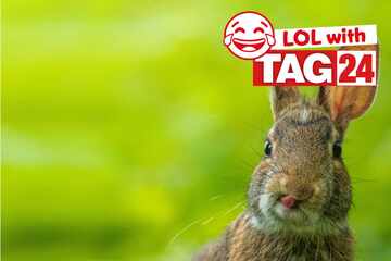Joke of the Night for July 30, 2025: The best animal jokes to make you smile