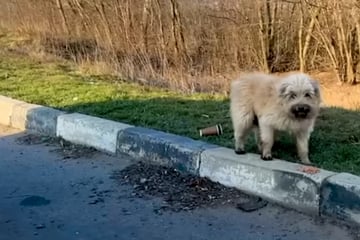 Frau will Hund retten: Doch die Umstände bringen ihr Herz zum Rasen