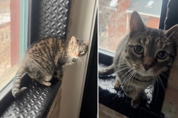 Täuschend echt: Mit diesem Trick bettelt Katze Pesto nach mehr Streicheleinheiten