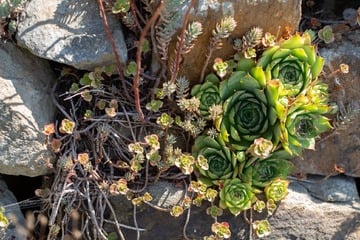 Diese trockenresistente Pflanzen blühen trotz Trockenheit im Garten