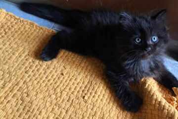 Cat-astrophe averted! Woman goes out for groceries – what she brings home instead stuns everyone