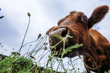 Rind auf Weide getötet: Tier mit mehreren Einstichen gefunden