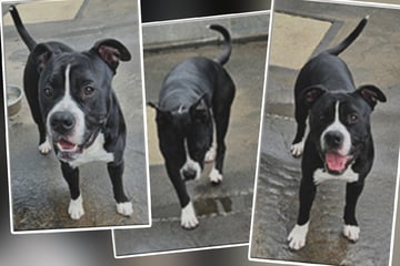 Fataler Fehler kommt Amstaff-Mix teuer zu stehen: Kriegt Henry eine neue Chance?
