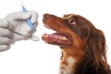Die richtige Zahnpflege für Hunde - Die wichtigsten Tipps