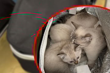 In Einkaufstasche fast erstickt: Katzenfamilie herzlos ausgesetzt