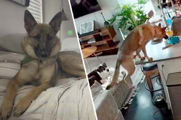 Erst auf Video kommt es raus: Schäferhund klaut sich Snacks vom Küchentisch und sorgt für reichlich Lacher