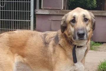 Mandy ist auf der Straße aufgewachsen: Wer kann das Herz der Hündin gewinnen?