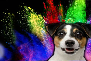 Can dogs see color?