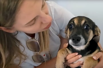 Hund hat bei Rettung höllische Angst: Doch ein Detail an ihm macht Frau Hoffnung