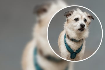 Schweren Herzens abgegeben: Findet Mischlingsrüde Skay noch ein letztes Zuhause?